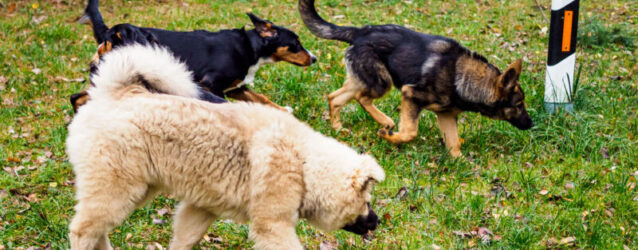 Welpen Spielstunde